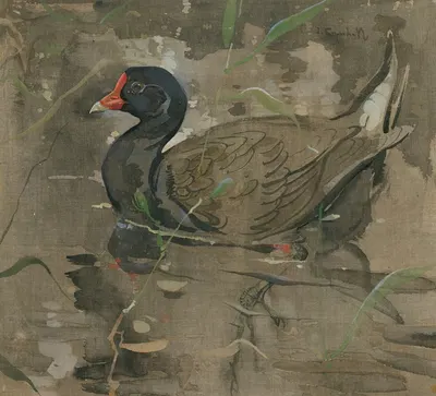The Moorhen by Joseph Crawhall — digital art print download