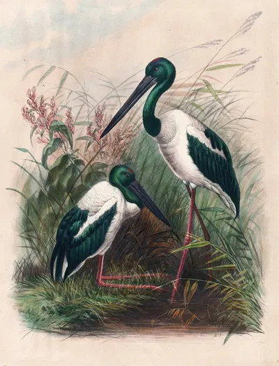 The Australian Mycteria by Joseph Wolf, 1861-1867 — digital art print download