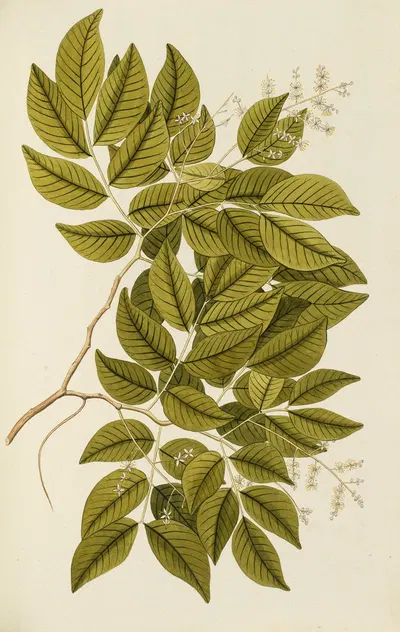 Selectarum stirpium Americanarum historia Pl.128 by Nikolaus Joseph Freiherr von Jacquin, 1780 — digital art print download