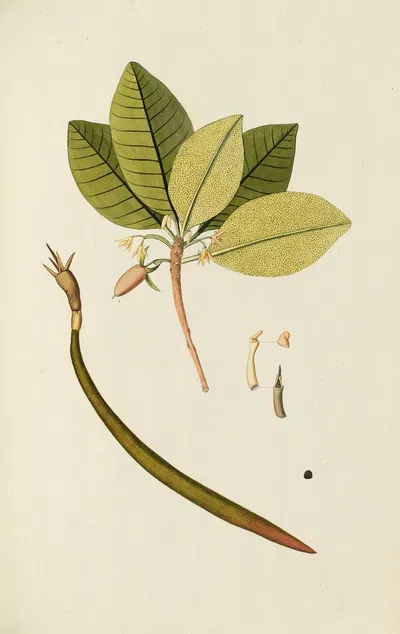 Selectarum stirpium Americanarum historia Pl.132 by Nikolaus Joseph Freiherr von Jacquin, 1780 — digital art print download