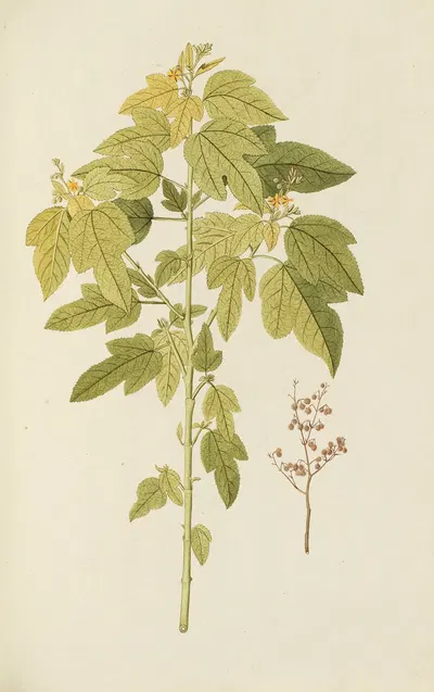 Selectarum stirpium Americanarum historia Pl.133 by Nikolaus Joseph Freiherr von Jacquin, 1780 — digital art print download