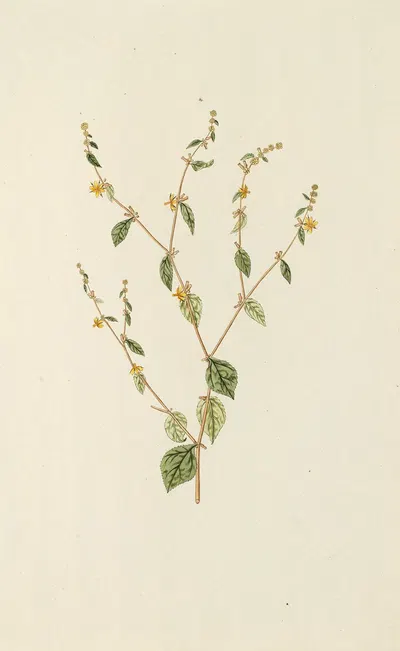 Selectarum stirpium Americanarum historia Pl.134 by Nikolaus Joseph Freiherr von Jacquin, 1780 — digital art print download