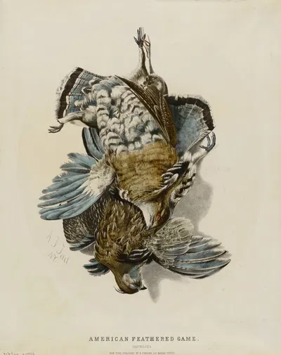 American Feathered Game–Partridges by Nathaniel Currier — digital art print download
