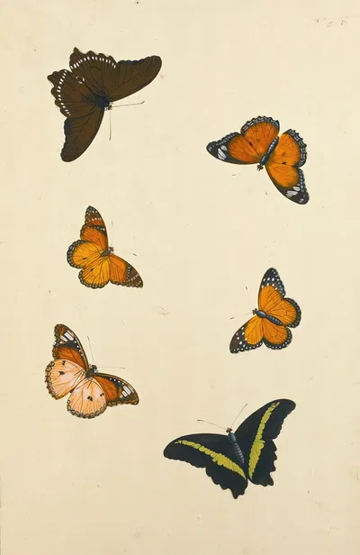 Studies Of Six Butterflies by Nicolaas Struyk — digital art print download