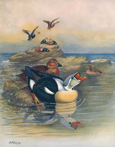 King Eider II by Otto Murray Dixon, 1913 — digital art print download