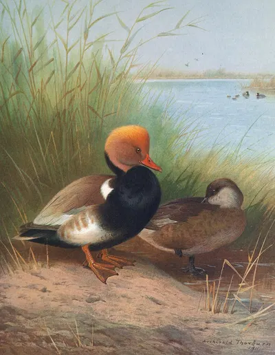 Red-Crested Pochard by Otto Murray Dixon, 1913 — digital art print download