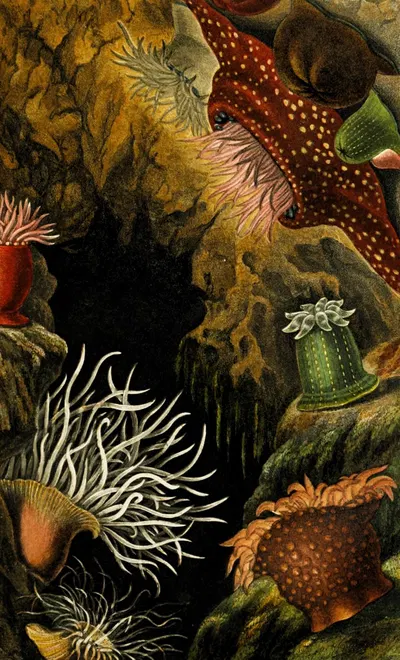 Actinia mesembryanthemum, A. chiococca, Sacartia chrysosplenium by Philip Henry Gosse, 1860 — digital art print download