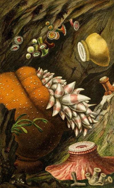 Corynactis viridis, Bolocera eques, Zoanthus sulcatus, Z. Alderi, Z. Couchii by Philip Henry Gosse, 1860 — digital art…