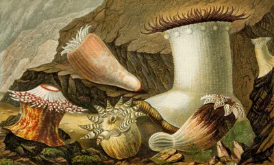 Hormathia Margaritae, Phellia Brodricii,Peachia hastata, P. undata by Philip Henry Gosse, 1860 — digital art print download