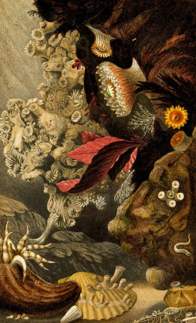 Lophohelia prolifera, Peachia triphylla, Sphenotrochus Wrightii, S. Macandrewanus by Philip Henry Gosse, 1860 — digital art…