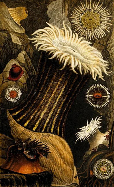 Sagartia nivea, S. miniata, S.troglodytes, S. parasitica by Philip Henry Gosse, 1860 — digital art print download