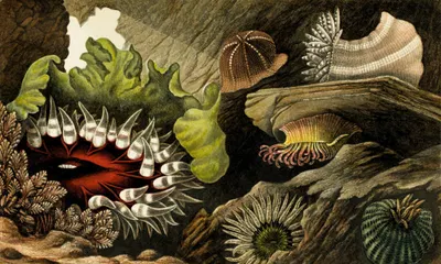 Tealia crassicornis, Bunodes gemmacea, B. Ballii, B. Thallia by Philip Henry Gosse, 1860 — digital art print download