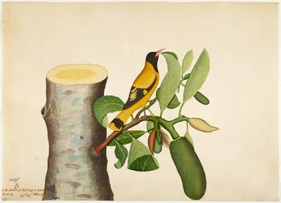 Black-hooded Oriole and Insect on Jackfruit Stump by Sheikh Zain al-Din, 1778 — digital art print download