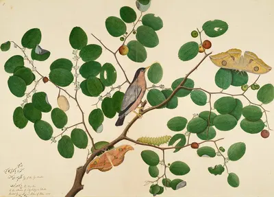 Brahminy Starling with Two Antheraea Moths, Caterpillar, and Cocoon on Indian Jujube Tree by Sheikh Zain al-Din, 1777 —…
