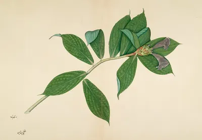 Crepe Ginger Plant by Sheikh Zain al-Din, c. 1780 — digital art print download