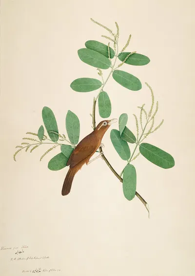 Hwamei on Terminalia Branch by Sheikh Zain al-Din, 1780 — digital art print download