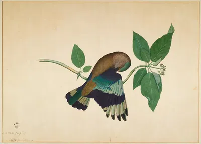 Indian Roller on Sandlewood Branch by Sheikh Zain al-Din, 1779 — digital art print download