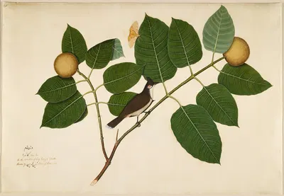 Red-whiskered Bulbul and Aganais Ficus Moth on Kadamba Branch by Sheikh Zain al-Din, 1777 — digital art print download