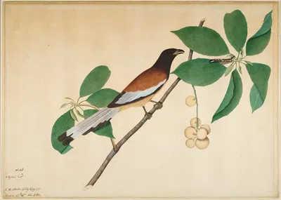 Rufous Treepie and Caterpillar on Branch by Sheikh Zain al-Din, 1777 — digital art print download