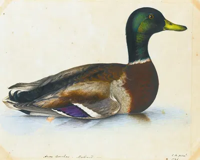 Portrait Of A Mallard by The Reverend Christopher Atkinson — digital art print download