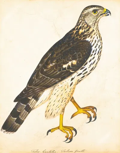 Portrait Of A Falcon Gentle by The Reverend Christopher Atkinson — digital art print download