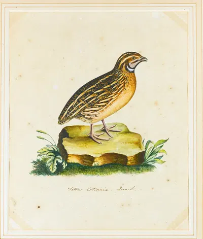 Portrait Of A Quail by The Reverend Christopher Atkinson — digital art print download