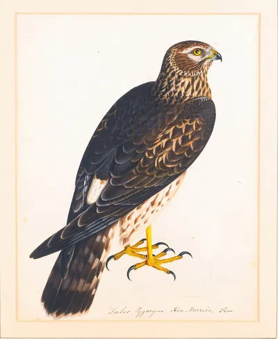 Together With A Portrait Of A Hen Harrier by The Reverend Christopher Atkinson — digital art print download