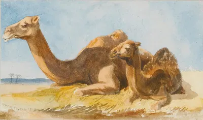 Two Camels by Томас Хартли Кромек, 1834 — digital art print download