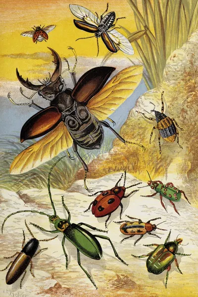 Coleoptera by William Houghton, 1877 — digital art print download