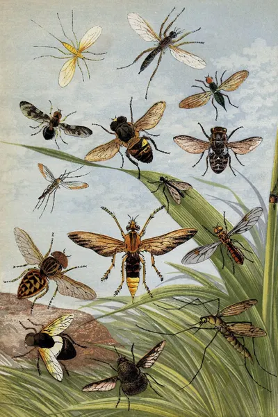 Diptera by William Houghton, 1877 — digital art print download