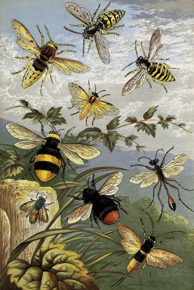 Hymenoptera by William Houghton, 1877 — digital art print download