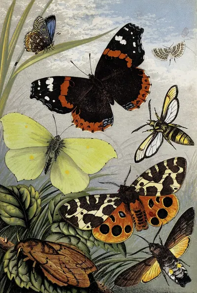 Lepidoptera by William Houghton, 1877 — digital art print download