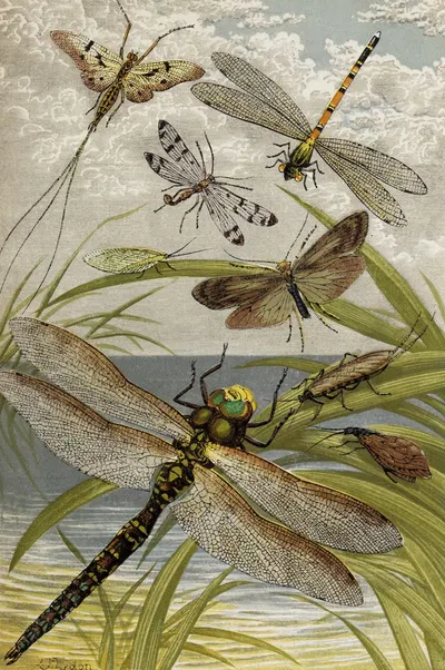 Neuroptera by William Houghton, 1877 — digital art print download