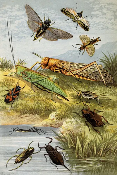 Rhyncota Orthoptera by William Houghton, 1877 — digital art print download