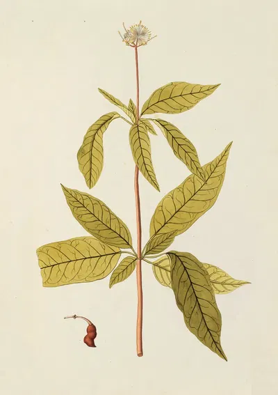Selectarum stirpium Americanarum historia Pl.153 by Nikolaus Joseph Freiherr von Jacquin, 1780 — digital art print download