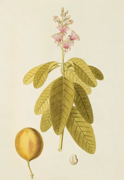 Selectarum stirpium Americanarum historia Pl.155 by Nikolaus Joseph Freiherr von Jacquin, 1780 — digital art print download