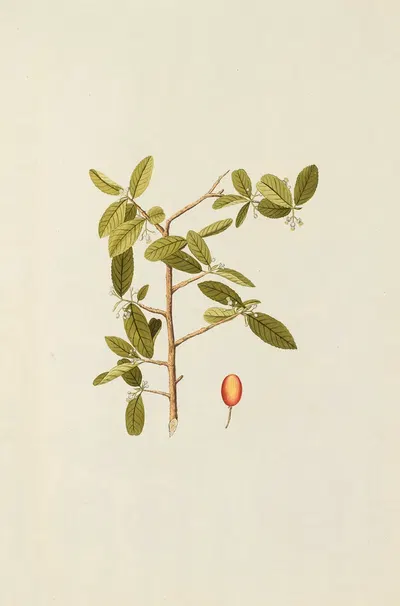 Selectarum stirpium Americanarum historia Pl.159 by Nikolaus Joseph Freiherr von Jacquin, 1780 — digital art print download
