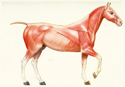The Muscular System of the Horse by Amedeo John Engel Terzi — digital art print download