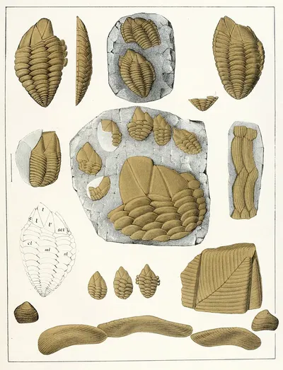 Die crustaceen der böhmischen kreideformation Pl. 1 by Antonín Frič, 1887 — digital art print download