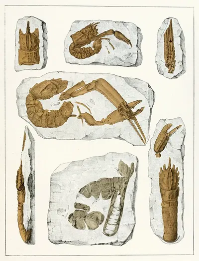 Die crustaceen der böhmischen kreideformation Pl. 4 by Antonín Frič, 1887 — digital art print download