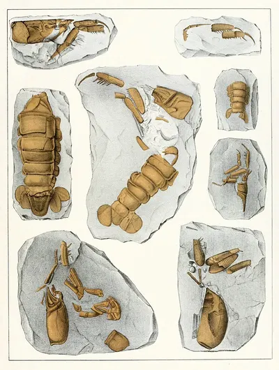 Die crustaceen der böhmischen kreideformation Pl. 8 by Antonín Frič, 1887 — digital art print download