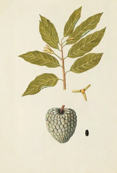 Selectarum stirpium Americanarum historia Pl.162 by Nikolaus Joseph Freiherr von Jacquin, 1780 — digital art print download