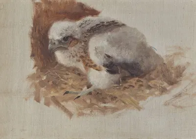 Detail Study of a Peregrine Falcon's Nest by Bruno Liljefors, 1896 — digital art print download