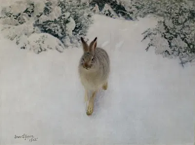 Hare in Winter by Бруно Лильефорс, 1905 — digital art print download