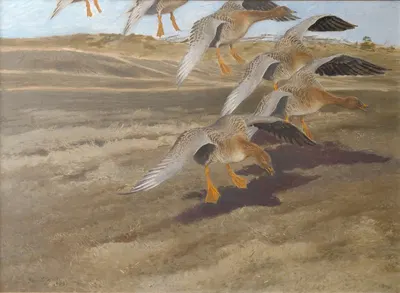 Wild Geese by Бруно Лильефорс, 1905 — digital art print download