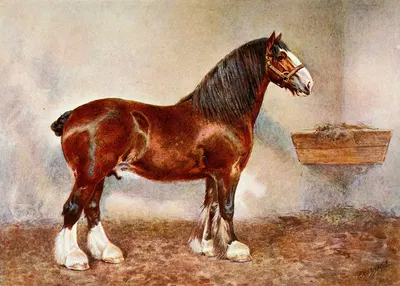 Clydesdale Stallion, Prince of Albion by Frank Babbage — digital art print download