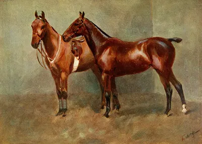 Polo Ponies, Romany And Tith, Owned By Sir J. Barker by Frederic Whiting — digital art print download