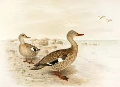 Madagascan Teal by Henrik Gronvold, 1922-1926 — digital art print download