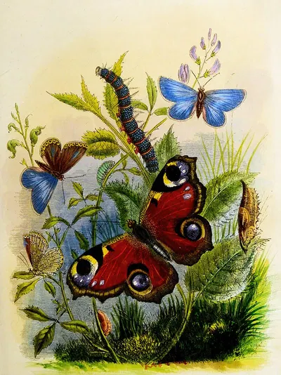 The Butterfly Vivarium or Insect home Pl 1 by Генри Ноэль Хамфрис, 1858 — digital art print download