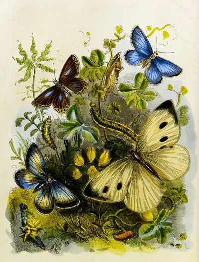 The Butterfly Vivarium or Insect home Pl 2 by Генри Ноэль Хамфрис, 1858 — digital art print download